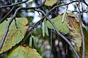 Parco Europa Autunno_061